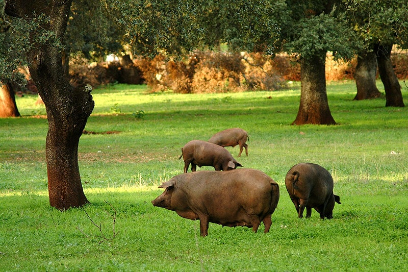 Cerdo Ibérico de Jamones y Embutidos El Rubio
