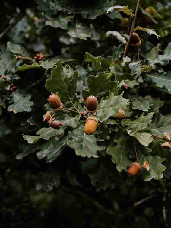 Bellotas en un arbol - Jamones y Embutidos El Rubio