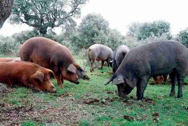 Cerdo Ibérico de Guijuelo- Jamones y Embutidos El Rubio